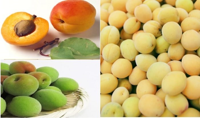 Lợi ích sức khỏe của quả mơ Lợi ích sức khỏe của quả mơ